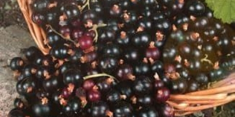 Opis sorte crne ribizle lazy