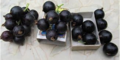 Opis sorte crne ribizle sibylla