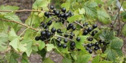 Opis blaga sorte crne ribizle