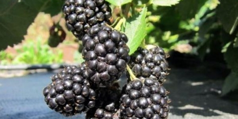 Opis sorte kupine trostruka kruna (trostruka kruna)