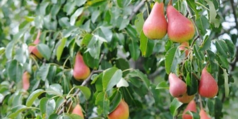 Opis sorte opatske kruške