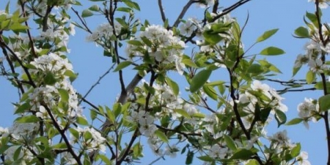 Opis raznolikosti šumske ljepote kruške