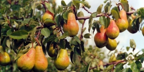 Opis sorte kruške nika