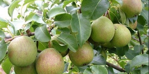 Opis sorte kruške severyanka