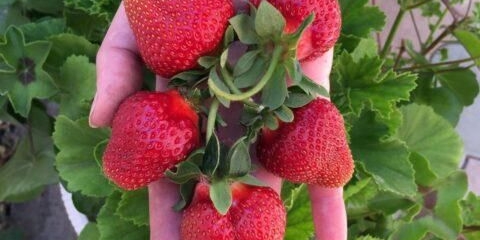 Opis sorte i fotografija ukusa jagoda (fleur)