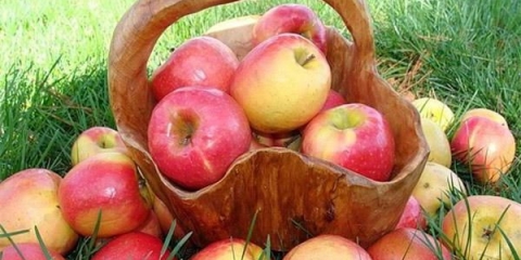 Opis sorte užitka od jabuke