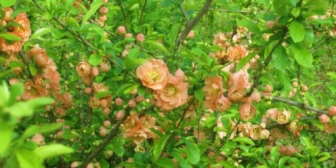 Korisna svojstva listova dunje (henomeles) i kontraindikacije