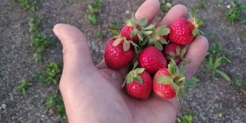 Opis sorte jagoda florida beauty (florida beauty)