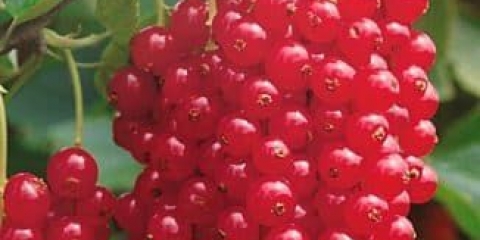 Opis omiljene sorte crvene ribizle