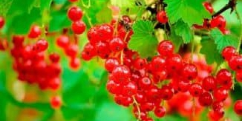 Opis sorte šećera od crvene ribizle