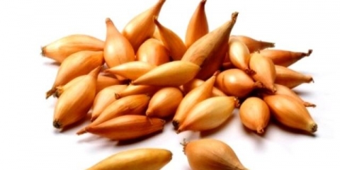 Opis sorte luka bamberger i njegovih karakteristika