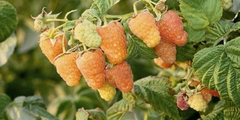 Opis sorte maline narandžasto čudo