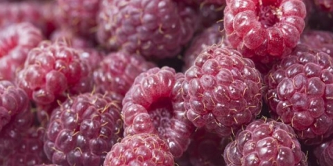 Opis sorte maline polana