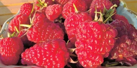 Opis sorte maline monomahov šešir