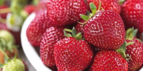 Opis remontantne sorte jagode mara des bois (mara de bois)