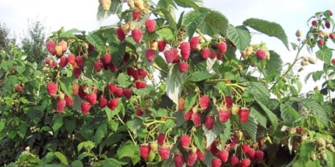 Opis standardne sorte maline tarus