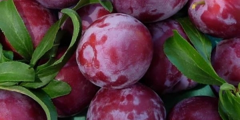 Opis kineske sorte šljive