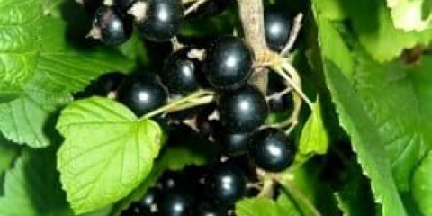 Opis sorte crnog bisera ribizle