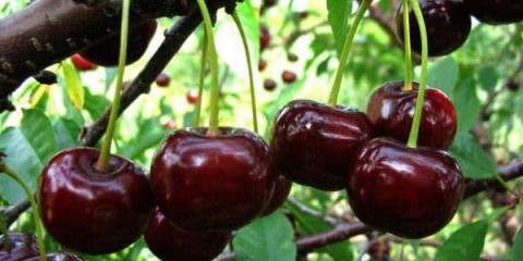 Opis sorte trešnje chernokorka