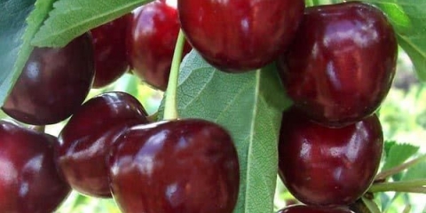 Opis sorte trešnje nochka ili duk