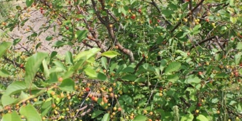 Opis sorte trešnje radonezh