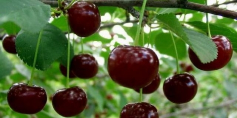 Opis velikodušne sorte trešnje (maksimovskaya)