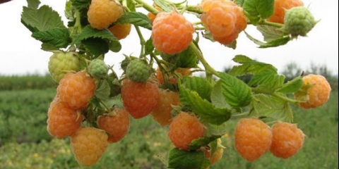 Opis sorti maline atlant i kajsije