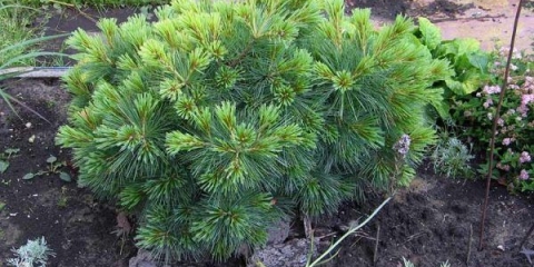 Opis weymouthovog bora