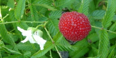 Opis sorte maline jagode tibetanske ruže