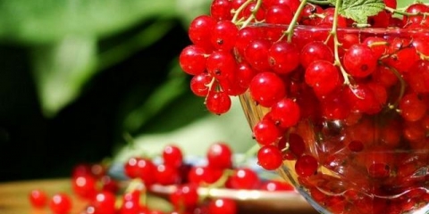 Opis ukusnih i sočnih šećera sorti crvene ribizle