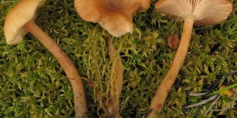 Močvarne gljive (potjerane): fotografija i opis