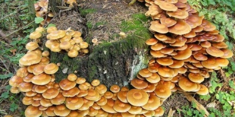 Medonosne gljive lenjingradske oblasti i sankt peterburga (sankt peterburg): fotografija i naziv, mjesta gljiva