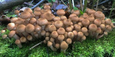 Pečurke na kubanu: fotografije, mjesta s najviše gljiva