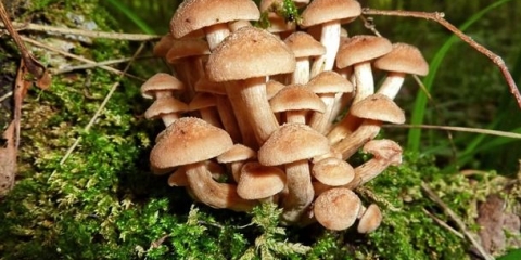 Medonosne gljive na uralu 2021.: mjesta za gljive
