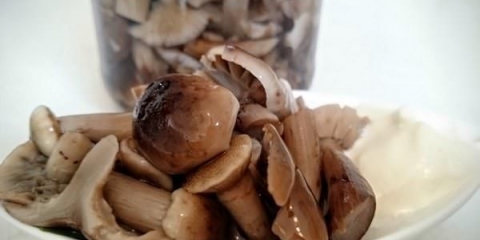 Pečurke pod ugnjetavanjem: recepti s fotografijama korak po korak