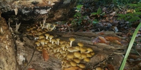 Medonosne gljive na krasnodarskom teritoriju 2021.: fotografija i opis, mjesta gljiva