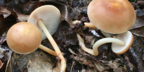 Medonosne gljive u kursku i kurskoj regiji 2021.: mjesta gljiva i pravila sakupljanja