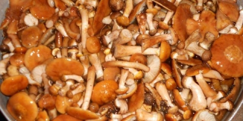 Pečurke u paradajz sosu: sa lukom, paradajzom, ljuto