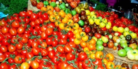 Prskanje i obrada paradajza jodom