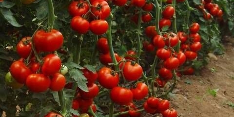 Prskanje paradajza kalijum permanganatom