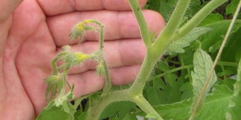 Prskanje paradajza bornom kiselinom za jajnike