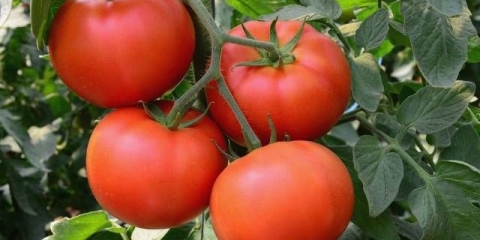 Prskanje paradajza za jajnike