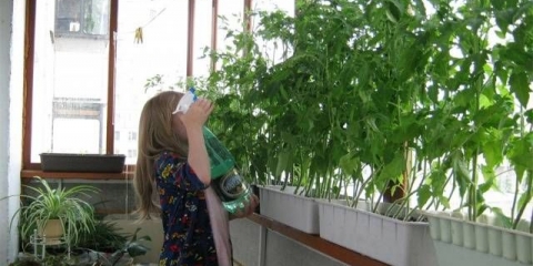 Prskanje paradajza ureom, superfosfatom, atletom, infuzijom bijelog luka