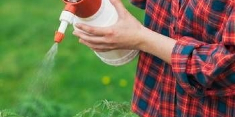 Prskanje paradajza u stakleniku