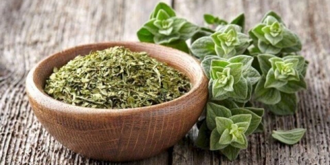 Origano (origano) i mažuran: razlike, isto