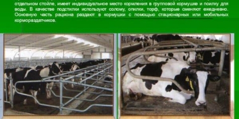 Organizacija privezanih krava na farmi