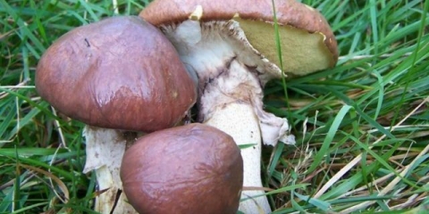 Jesenski (obični, kasni, žuti, pravi) leptiri: fotografija i opis