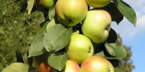 Predsjednik jesenskog stabla jabuke: opis i karakteristike stupaste sorte