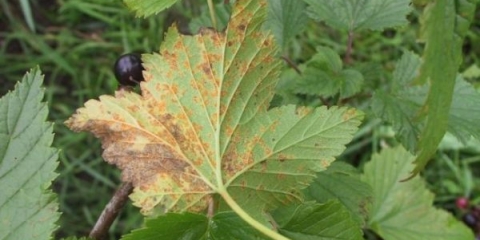 Glavne bolesti crne i crvene ribizle