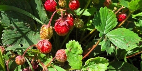 Glavne bolesti i štetočine baštenskih jagoda